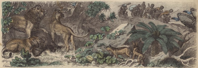 Zuid-Afrika door Heinrich Leutemann