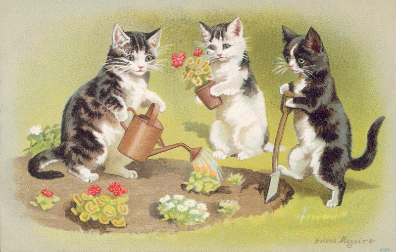 Katten ansichtkaart door Helena J. Maguire