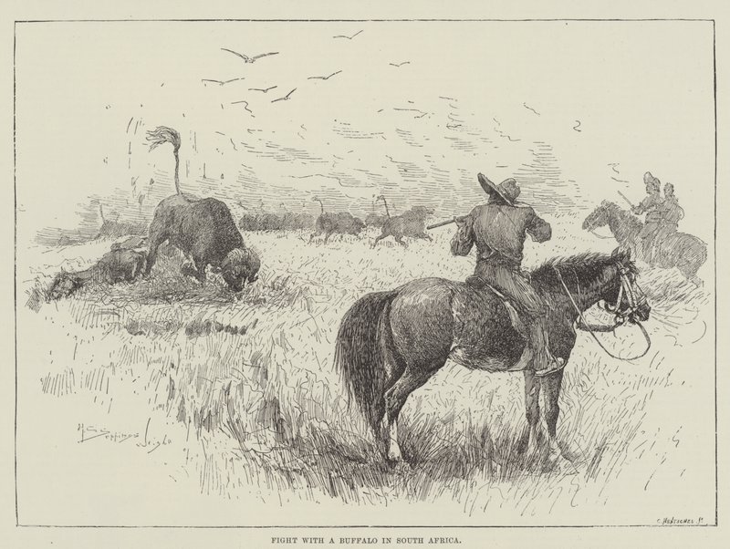 Gevecht met een Buffel in Zuid-Afrika door Henry Charles Seppings Wright