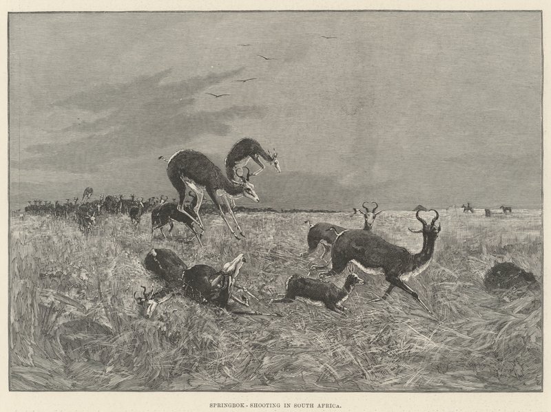 Springbok-jacht in Zuid-Afrika door Henry Charles Seppings Wright