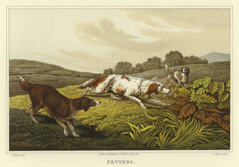 Setters door Henry Thomas Alken