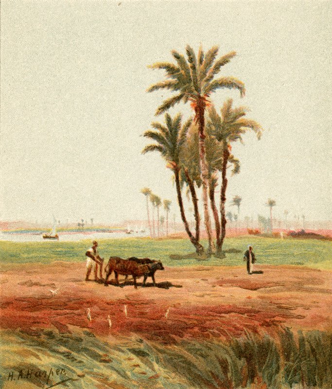In het veld door Henry Andrew Harper