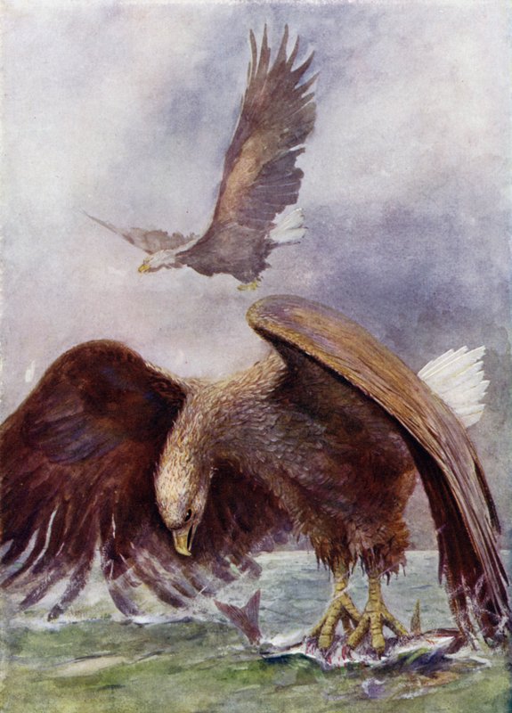 Een Zeearend Vist door Henry Charles Seppings Wright