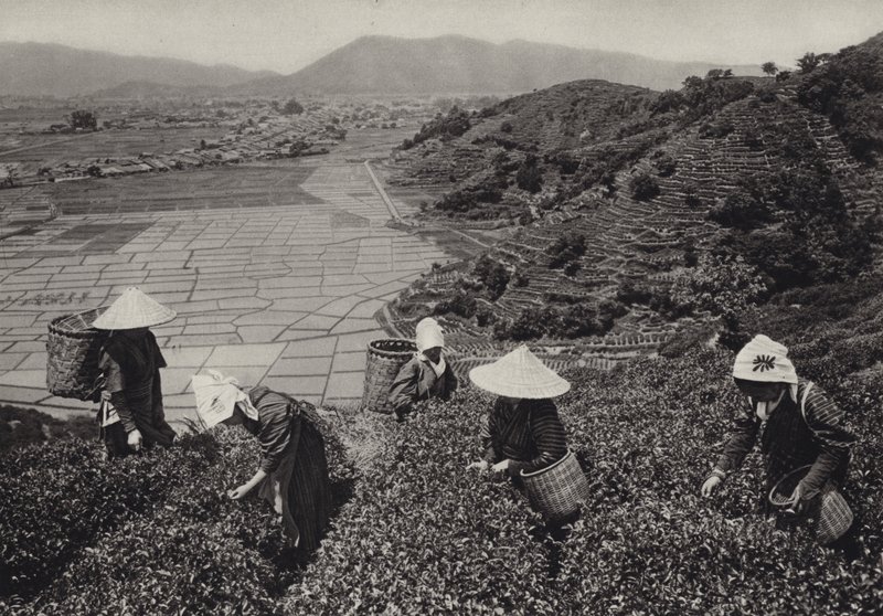 Japan in de jaren 1920: Thee-oogst (zwart-wit foto) door Herbert Ponting