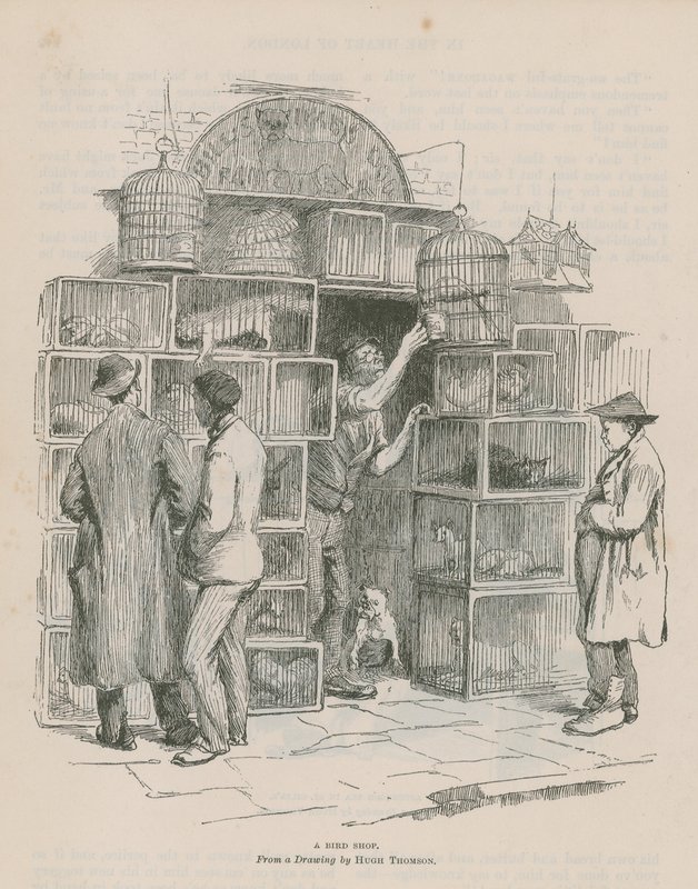 Een Vogelwinkel door Hugh Thomson