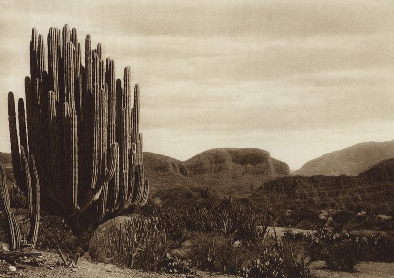Mexico: Cuicatian, "Cereus candelabrum" (z/w foto) door Hugo Brehme