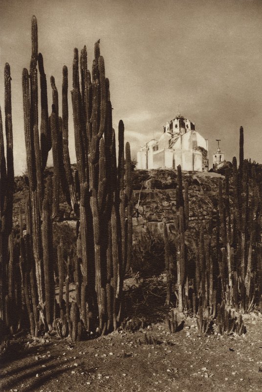 Mexico: Zapottlan, "Cereus bavosus" (z/w foto) door Hugo Brehme