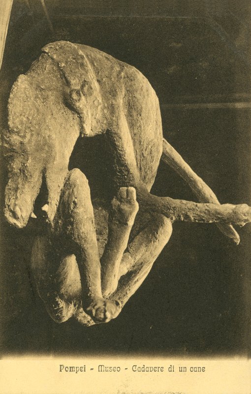 Pompei, Museum, Kadaver van een hond door Italian Photographer