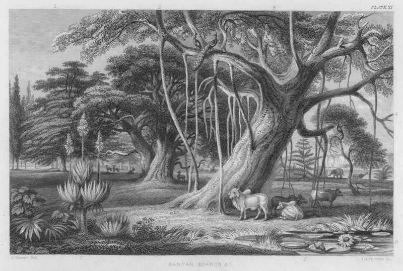 Banyan, Baobab enz. door J. (after) Stewart