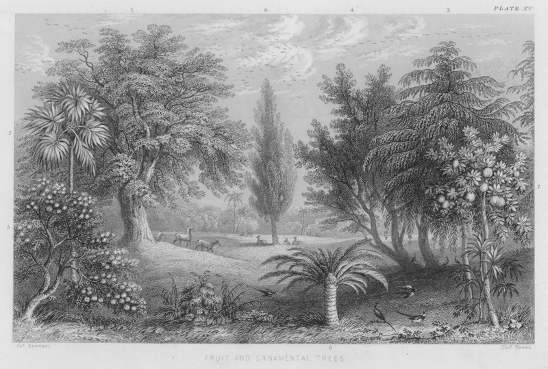 Fruit- en sierbomen door J. (after) Stewart