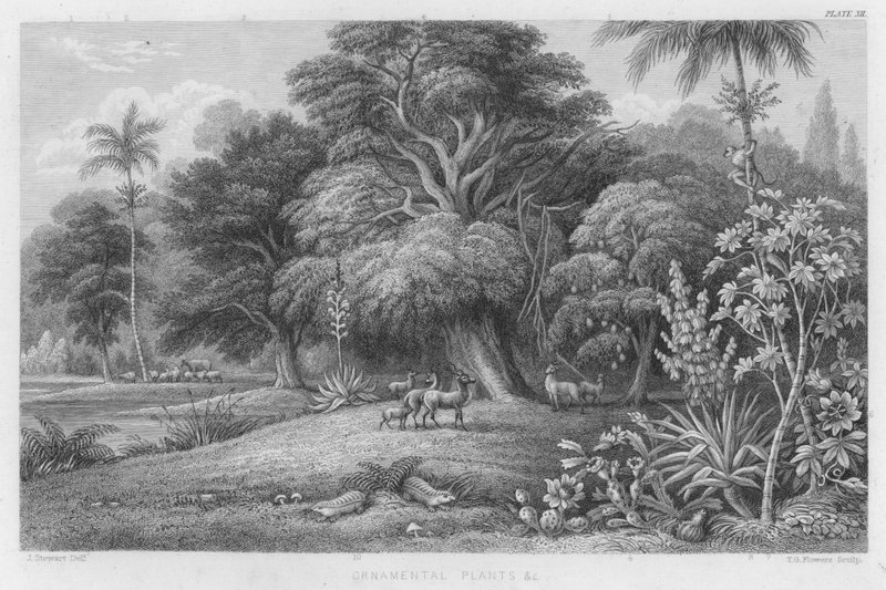 Sierplanten enz. door J. (after) Stewart