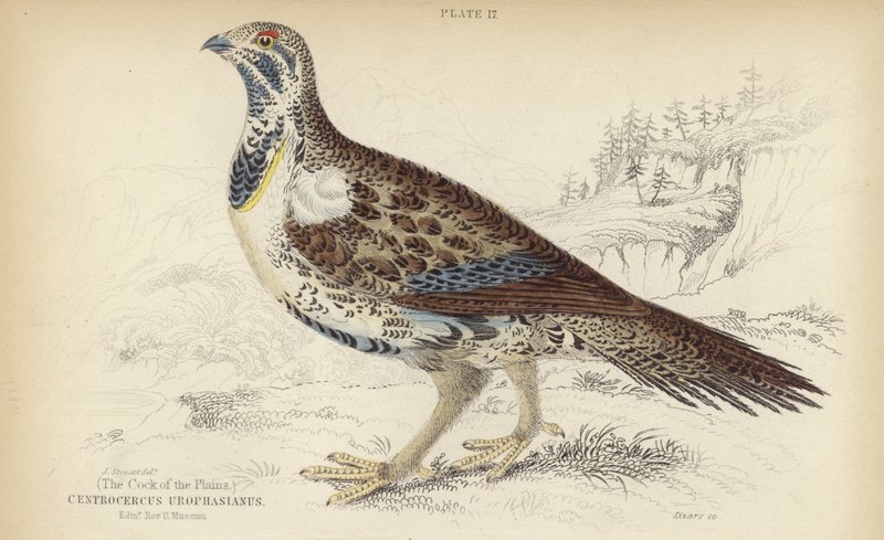 Centrocercus Urophasianus door J. Stewart