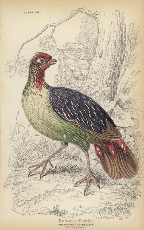 De sanguine patrijs door J. Stewart