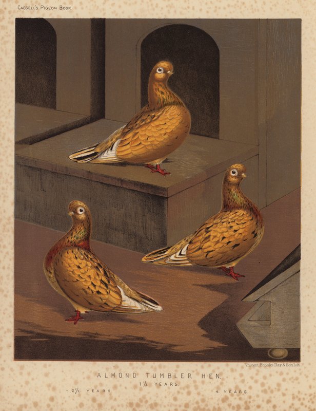 Duiven: Amandel Tumbler Hen door J. W. (after) Ludlow