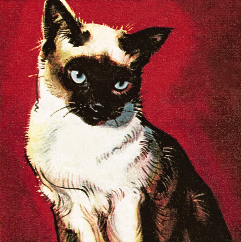 Siamese kat door James Edwin McConnell