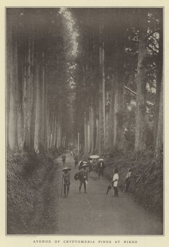 Laan van Cryptomeria-pijnbomen bij Nikko door Japanese Photographer