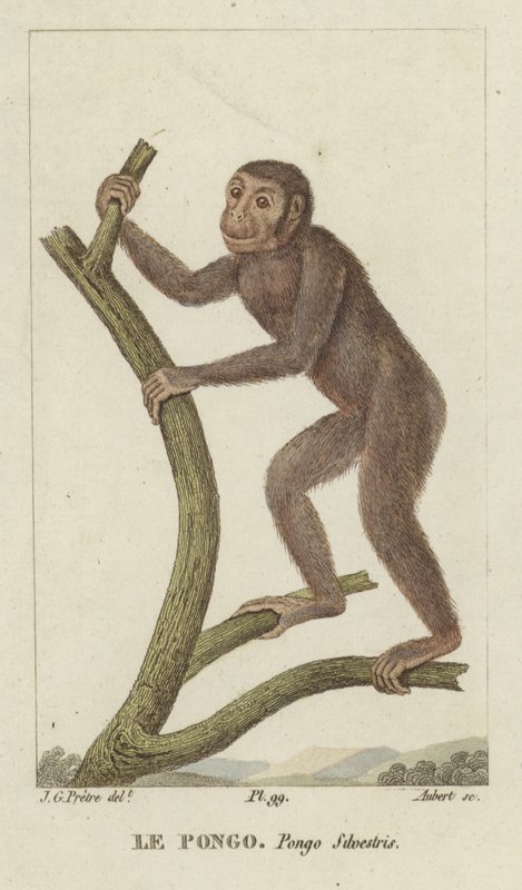 Pongo (Orang-oetan) door Jean Gabriel Pretre