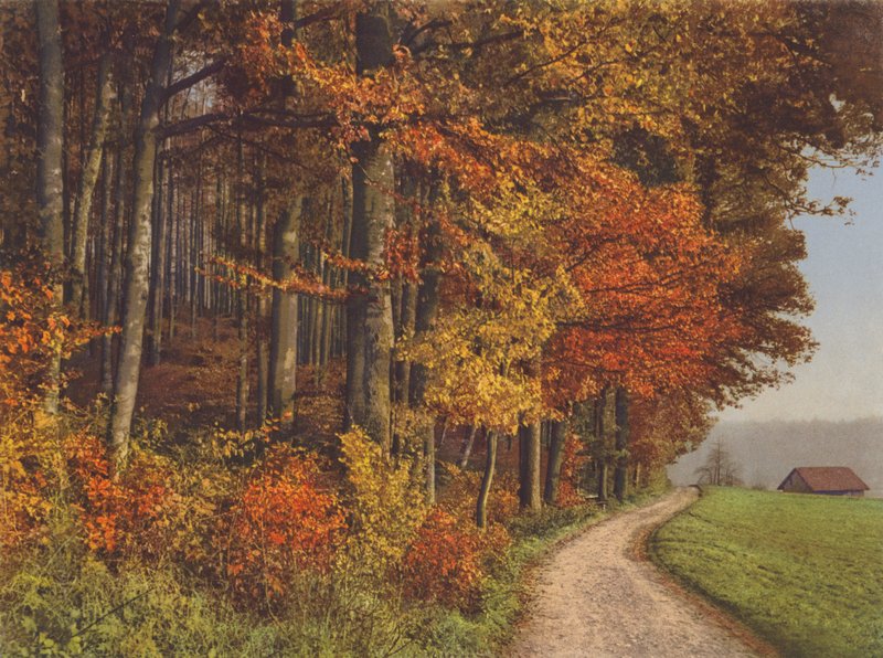 Zwitserland: Herfstbossen door Jean Gaberell