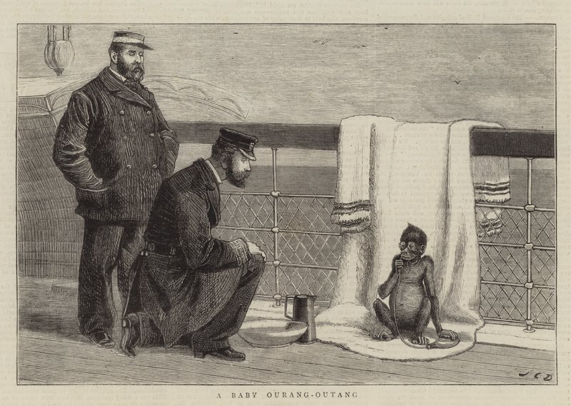 Een Baby Orang-Oetan door John Charles Dollman