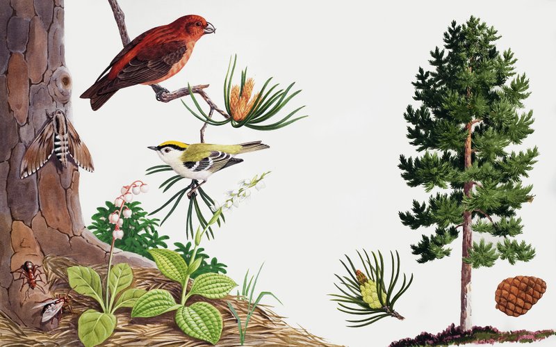 De pijnboom en zijn bewoners door John Rignall