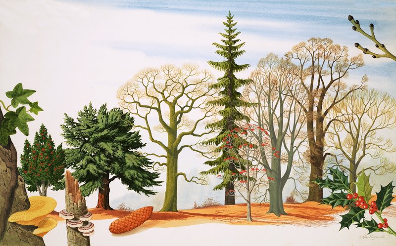 Bomen in de winter door John Rignall