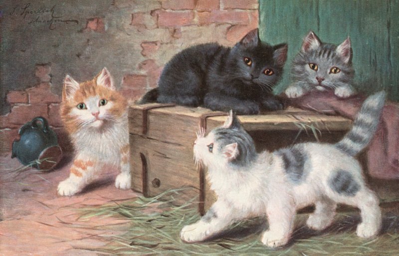 Kattenansichtkaart door Josef Sperlich