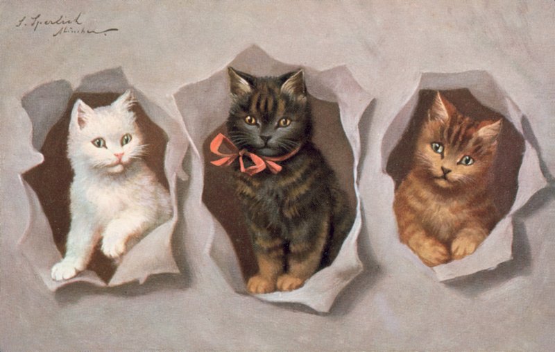 Katten ansichtkaart door Josef Sperlich