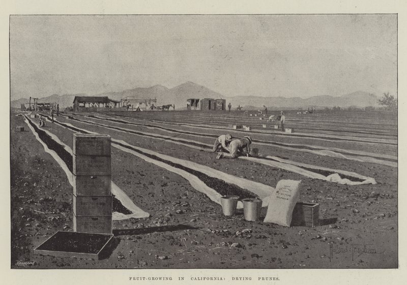 Fruitteelt in Californië, pruimen drogen door Joseph Holland Tringham