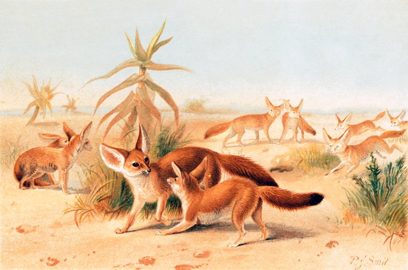 Afrikaanse fennecs door Joseph Smit