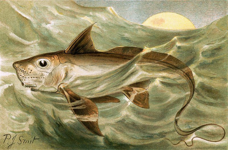 Chimaera door Joseph Smit