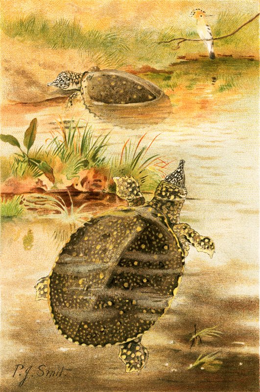 Zachte rivierschildpadden door Joseph Smit
