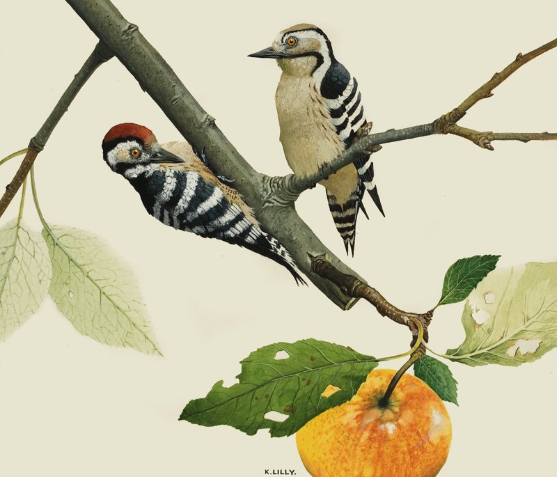 De kleine bonte specht, mannetje en vrouwtje door Kenneth Lilly