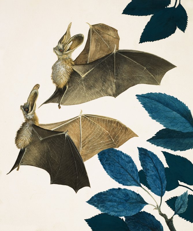 De grootoorvleermuis door Kenneth Lilly