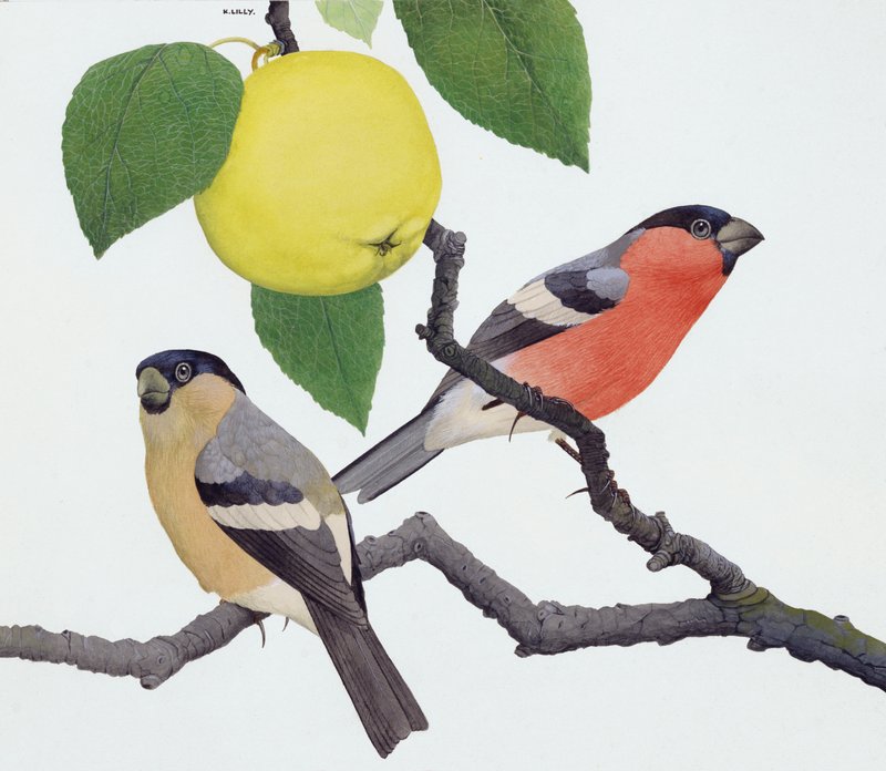 De goudvink (gouache op papier) door Kenneth Lilly