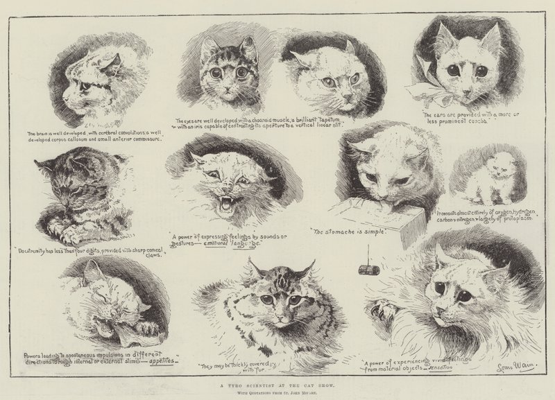 Een beginnende wetenschapper op de kattenshow door Louis Wain