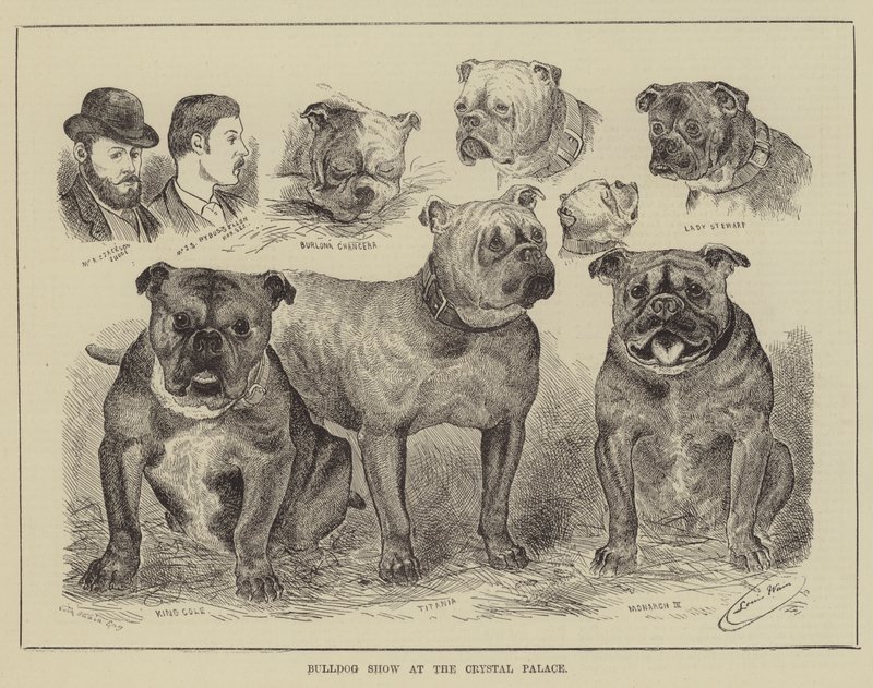Bulldog Show in het Crystal Palace door Louis Wain