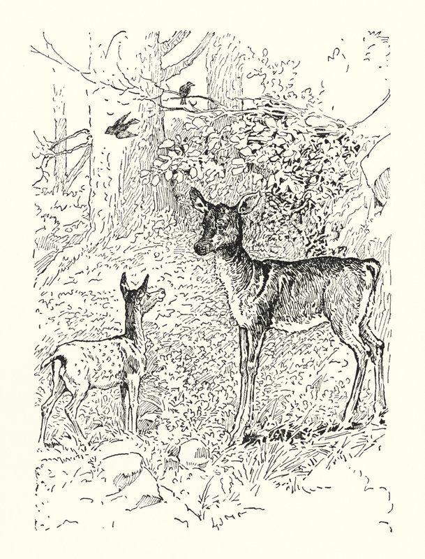 Het Hert en zijn Moeder door Louis John Rhead