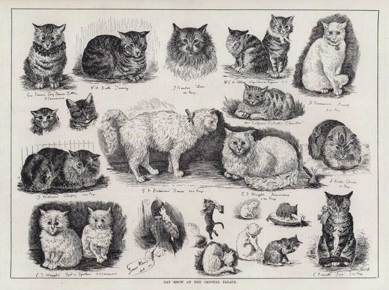 Kattenshow in het Crystal Palace door Louis Wain