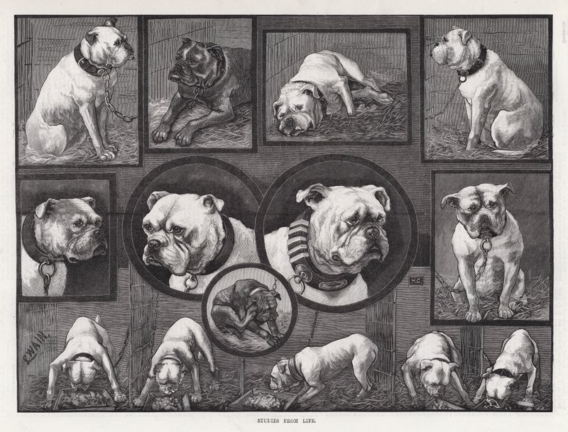 Studies uit het leven (gravure) door Louis Wain