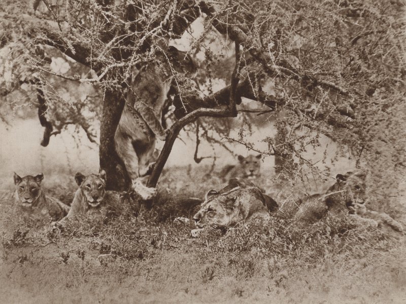 Klimmen leeuwen in bomen?, het antwoord van de camera door Marcuswell Maxwell
