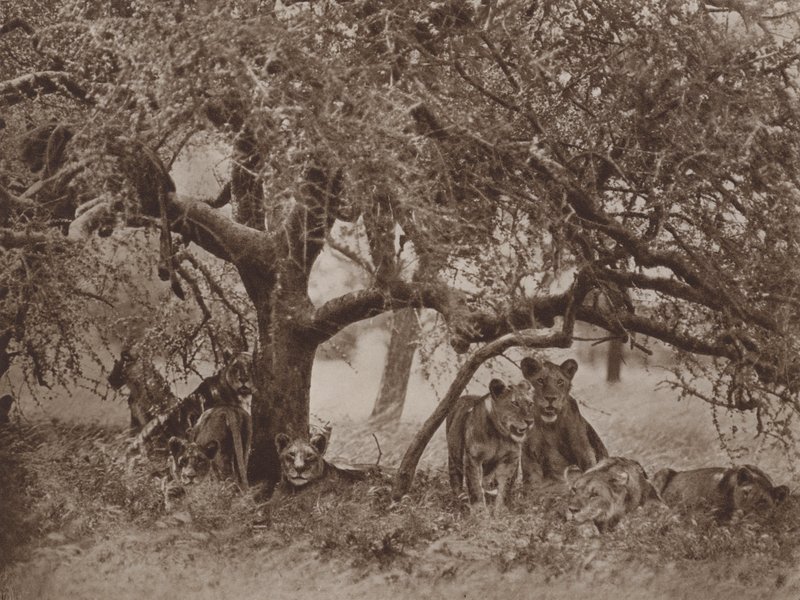 De verstoorde siësta door Marcuswell Maxwell