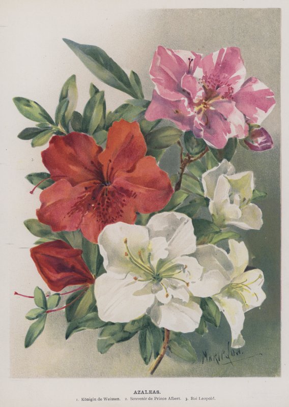 Azalea