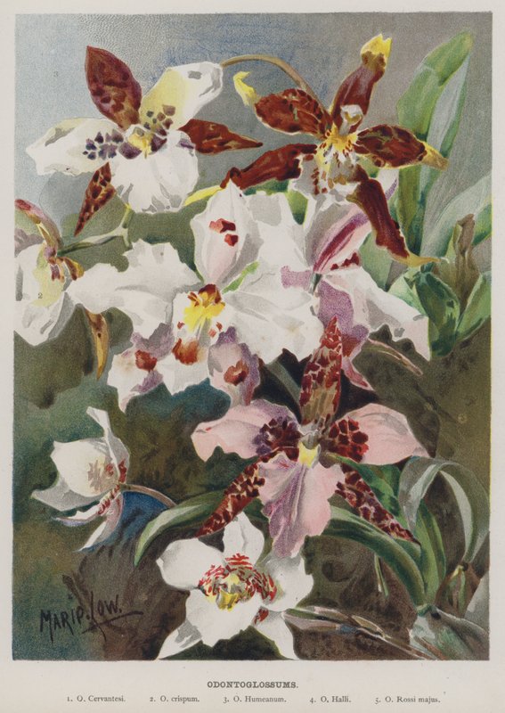 Odontoglossums door Marie Low