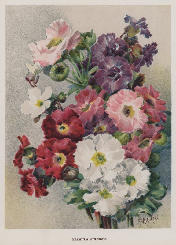 Primula Sinensis door Marie Low