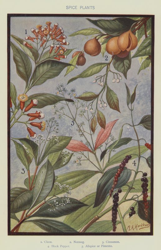 Specerijplanten door Marinus Adrianus Koekkoek