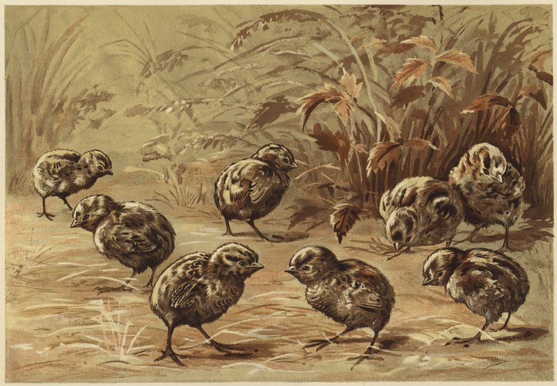 Moeder patrijs door N. Parker
