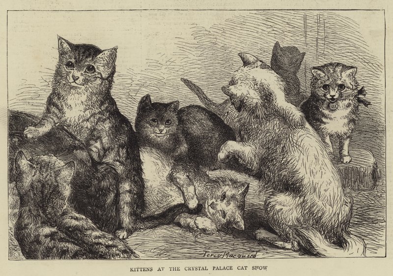 Kittens op de Crystal Palace Cat Show door Percy Macquoid