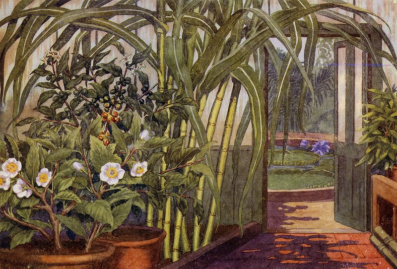 Suikerriet, theeplant en koffieplant door Percy James Billinghurst