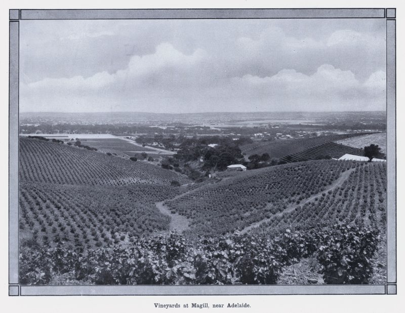 Wijngaarden in Magill, nabij Adelaide door Photographer Australian