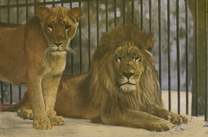 Keulen Zoo, Leeuwen door Photographer German